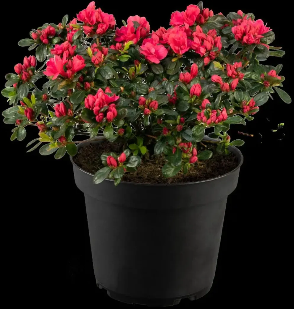 Rhododendron obtusum 'Canzonetta' (Rhododendron 'Canzonetta')