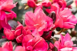 Rhododendron obtusum 'Canzonetta' (Rhododendron 'Canzonetta')
