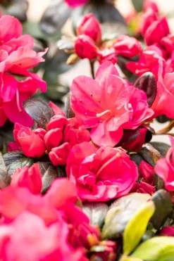 Rhododendron obtusum 'Canzonetta' (Rhododendron 'Canzonetta')