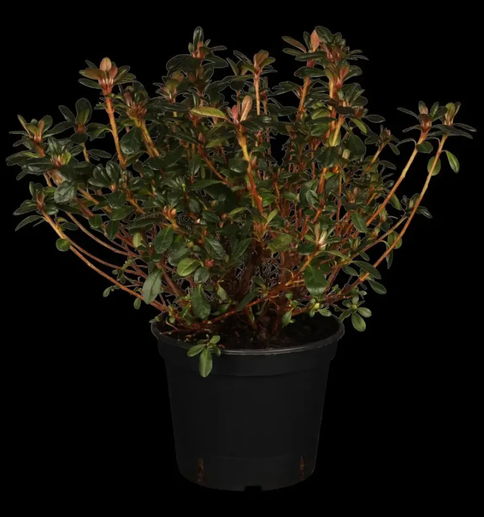 Rhododendron obtusum 'Canzonetta' (Rhododendron 'Canzonetta')