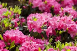 Rhododendron obtusum 'Canzonetta' (Rhododendron 'Canzonetta')