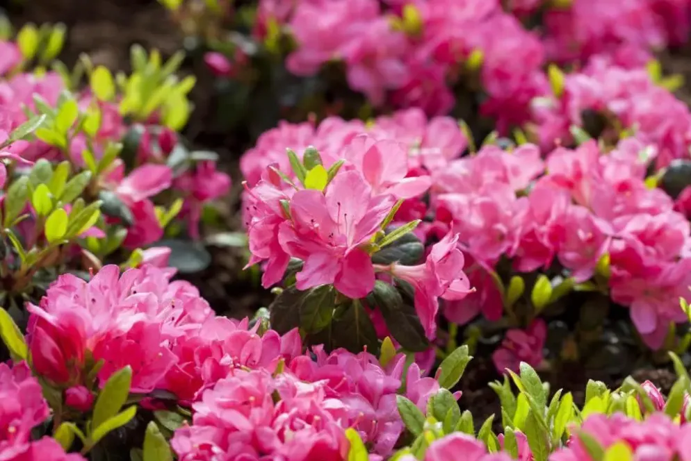 Rhododendron obtusum 'Canzonetta' (Rhododendron 'Canzonetta')