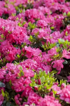 Rhododendron obtusum 'Canzonetta' (Rhododendron 'Canzonetta')