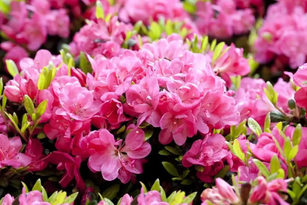 Rhododendron obtusum 'Canzonetta' (Rhododendron 'Canzonetta')