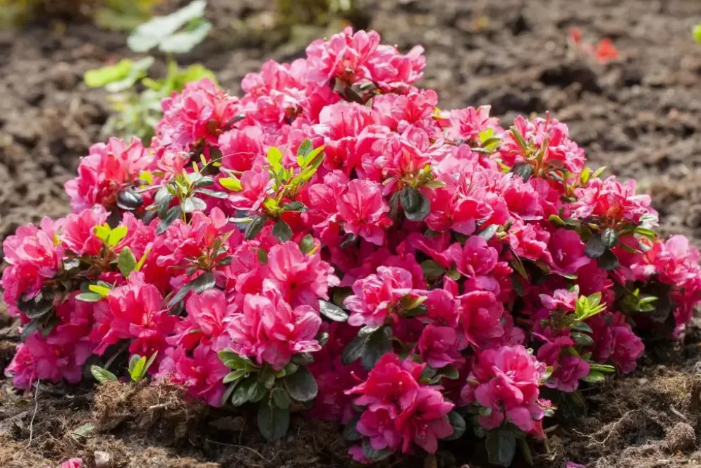 Rhododendron obtusum 'Canzonetta' (Rhododendron 'Canzonetta')