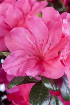 Rhododendron obtusum 'Canzonetta' (Rhododendron 'Canzonetta')