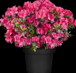 Rhododendron obtusum 'Canzonetta' (Rhododendron 'Canzonetta')