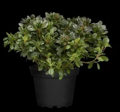Rhododendron obtusum 'Canzonetta' (Rhododendron 'Canzonetta')