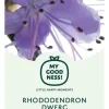 Rhododendron yakushimanum 'Vollblut' (Rododendron 'Vollblut')