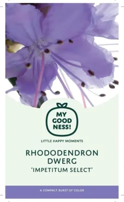 Rhododendron yakushimanum 'Vollblut' (Rododendron 'Vollblut')
