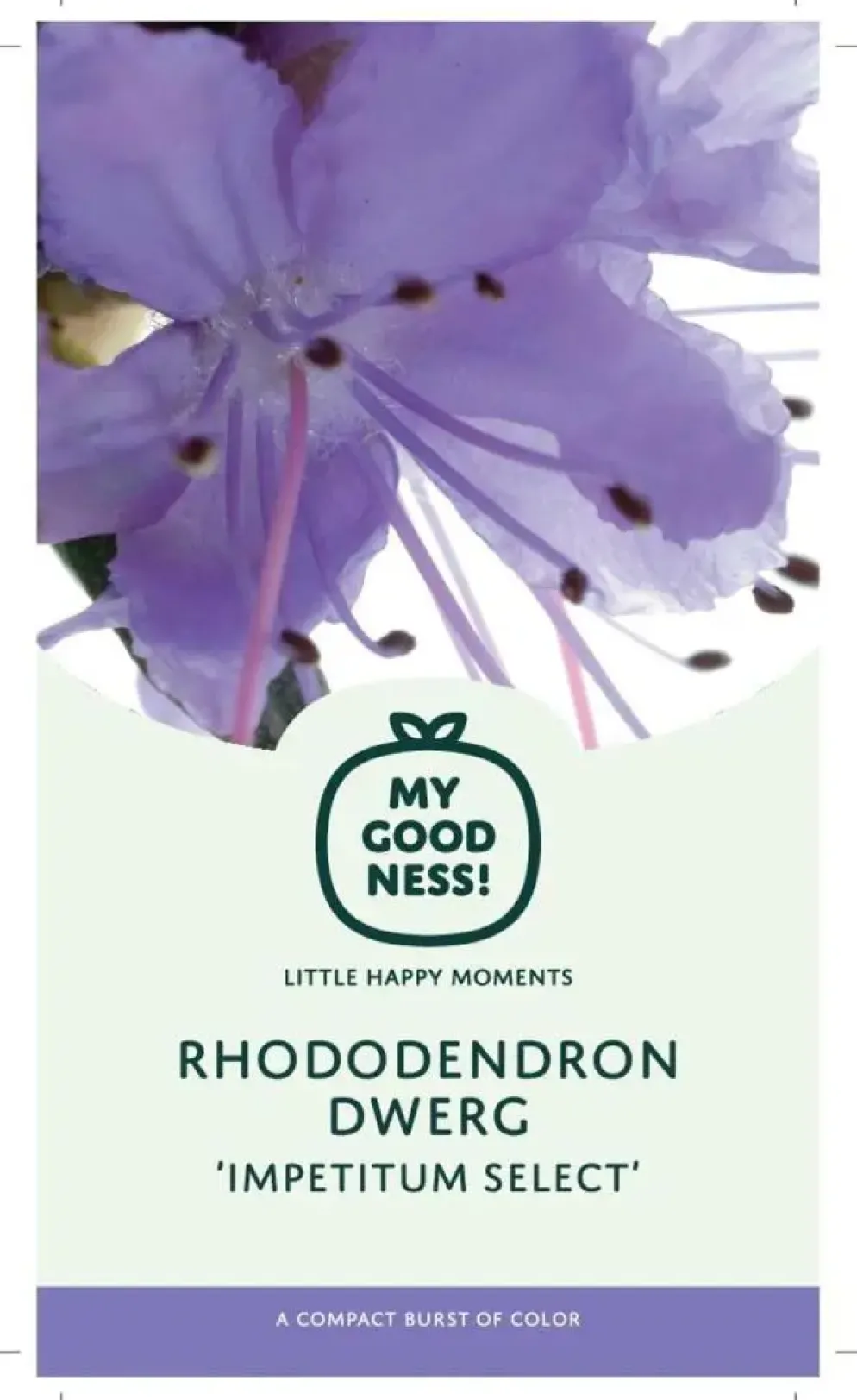 Rhododendron yakushimanum 'Vollblut' (Rododendron 'Vollblut')