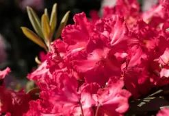 Rhododendron yakushimanum 'Vollblut' (Rododendron 'Vollblut')