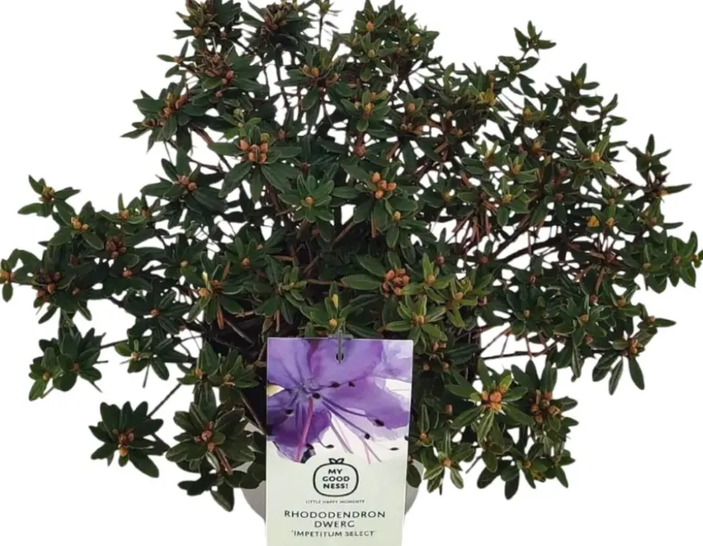 Rhododendron yakushimanum 'Vollblut' (Rododendron 'Vollblut')