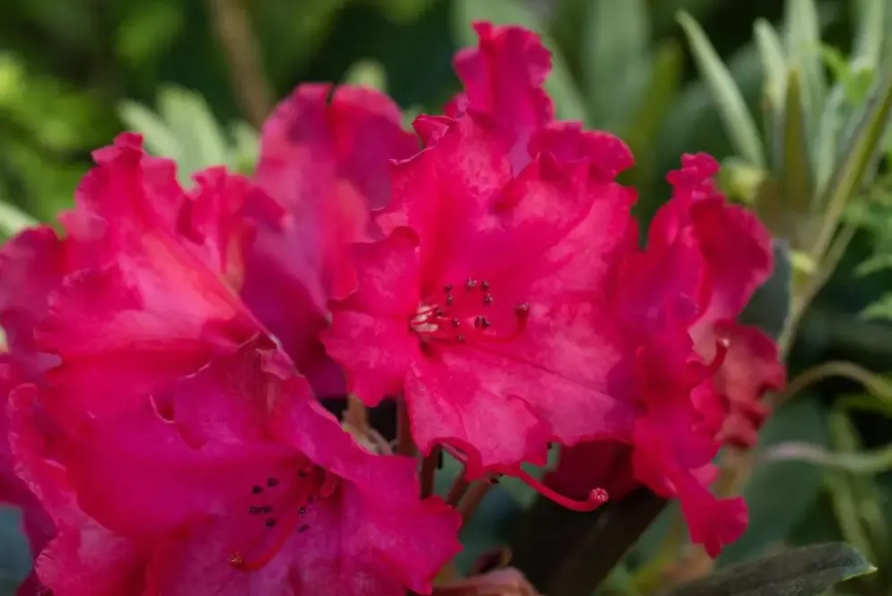 Rhododendron yakushimanum 'Vollblut' (Rododendron 'Vollblut')
