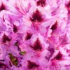 Rhododendron, zweifarbig (Rhododendron)