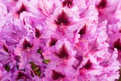 Rhododendron, zweifarbig (Rhododendron)