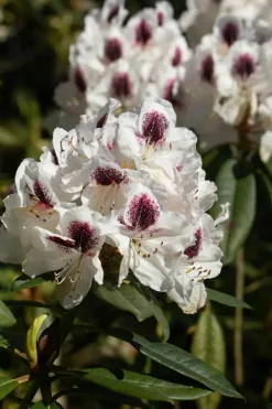 Rhododendron, zweifarbig (Rhododendron)