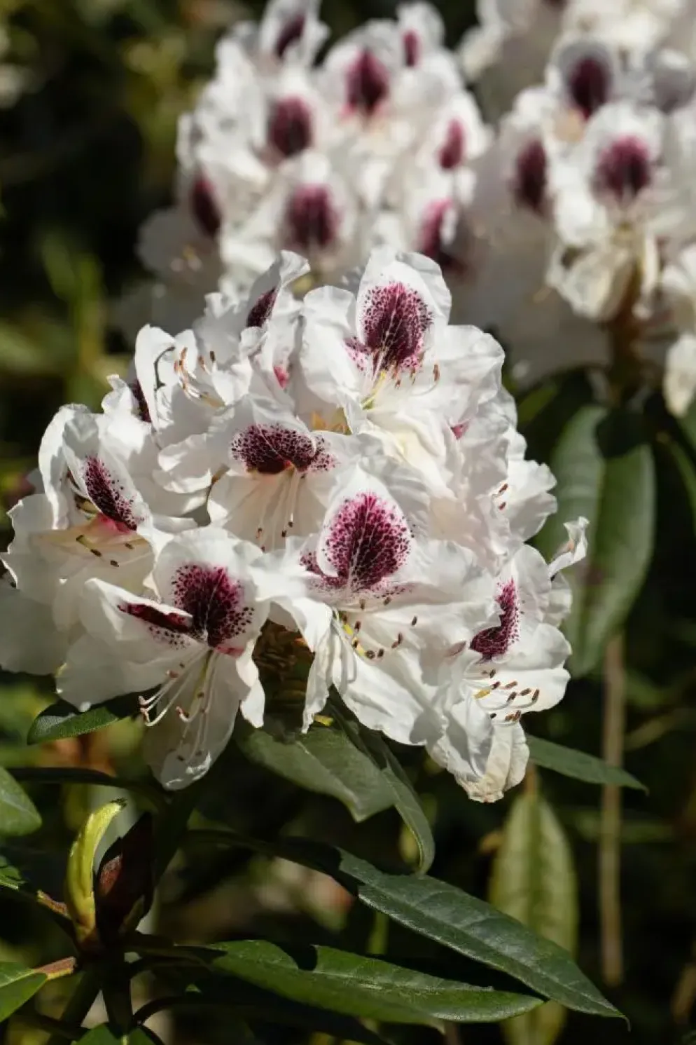 Rhododendron, zweifarbig (Rhododendron)