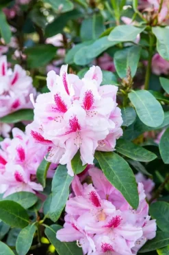 Rhododendron, zweifarbig (Rhododendron)