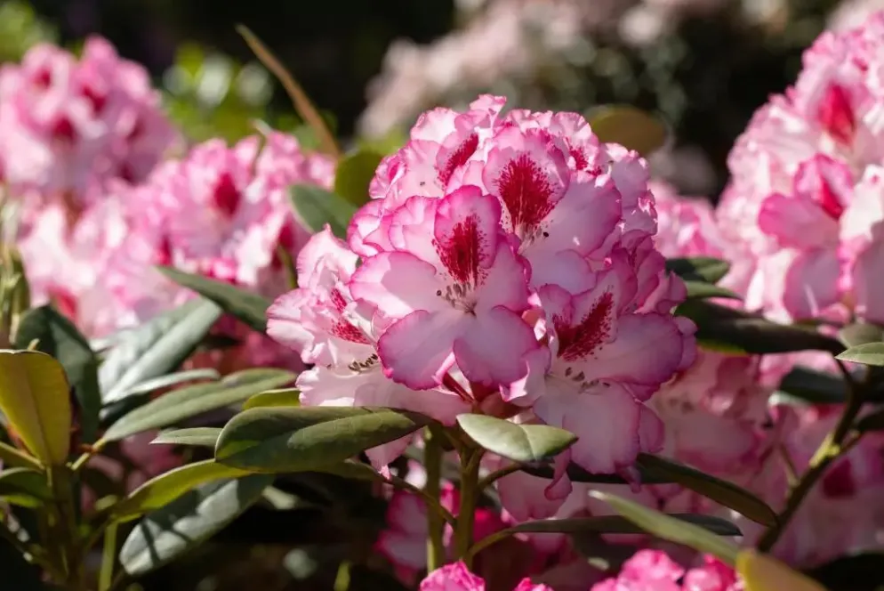 Rhododendron, zweifarbig (Rhododendron)
