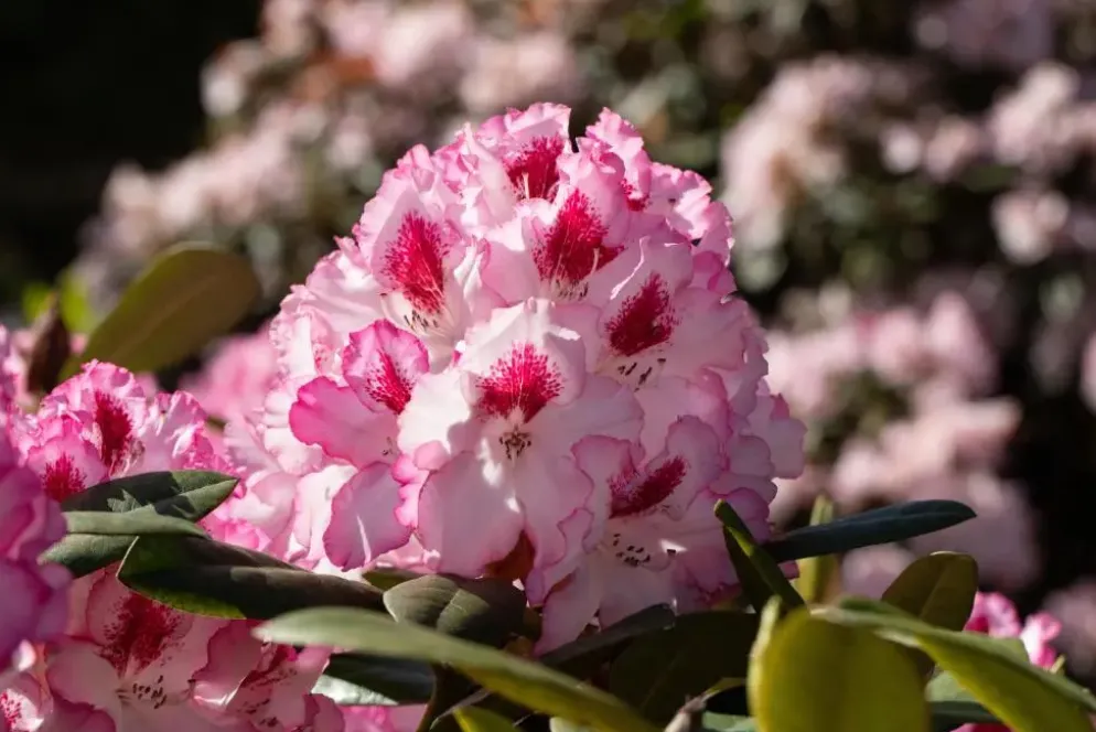 Rhododendron, zweifarbig (Rhododendron)