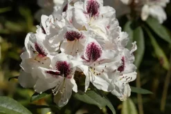 Rhododendron, zweifarbig (Rhododendron)