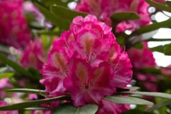 Rhododendron, zweifarbig (Rhododendron)