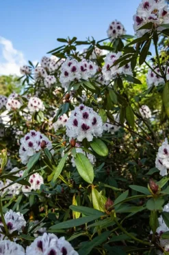 Rhododendron, zweifarbig (Rhododendron)