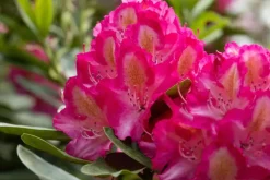 Rhododendron, zweifarbig (Rhododendron)