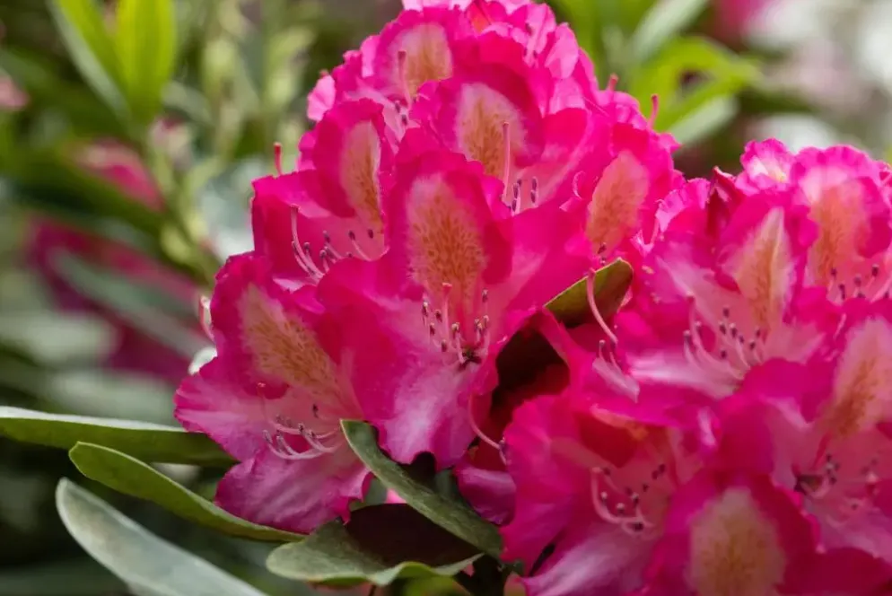 Rhododendron, zweifarbig (Rhododendron)