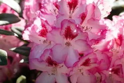 Rhododendron, zweifarbig (Rhododendron)