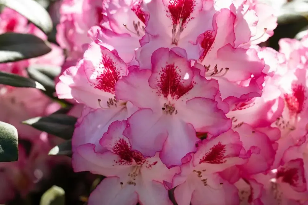 Rhododendron, zweifarbig (Rhododendron)