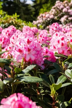 Rhododendron, zweifarbig (Rhododendron)