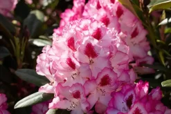 Rhododendron, zweifarbig (Rhododendron)