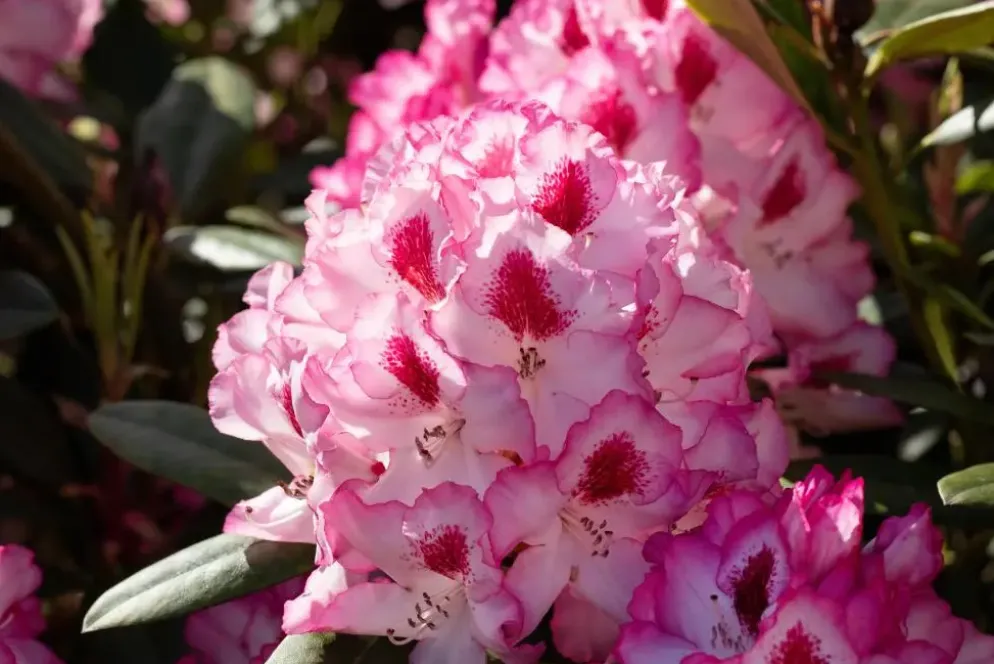 Rhododendron, zweifarbig (Rhododendron)