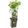 Ribes nigrum 'Jostabes' (Zwarte bes) fruitplant 60cm