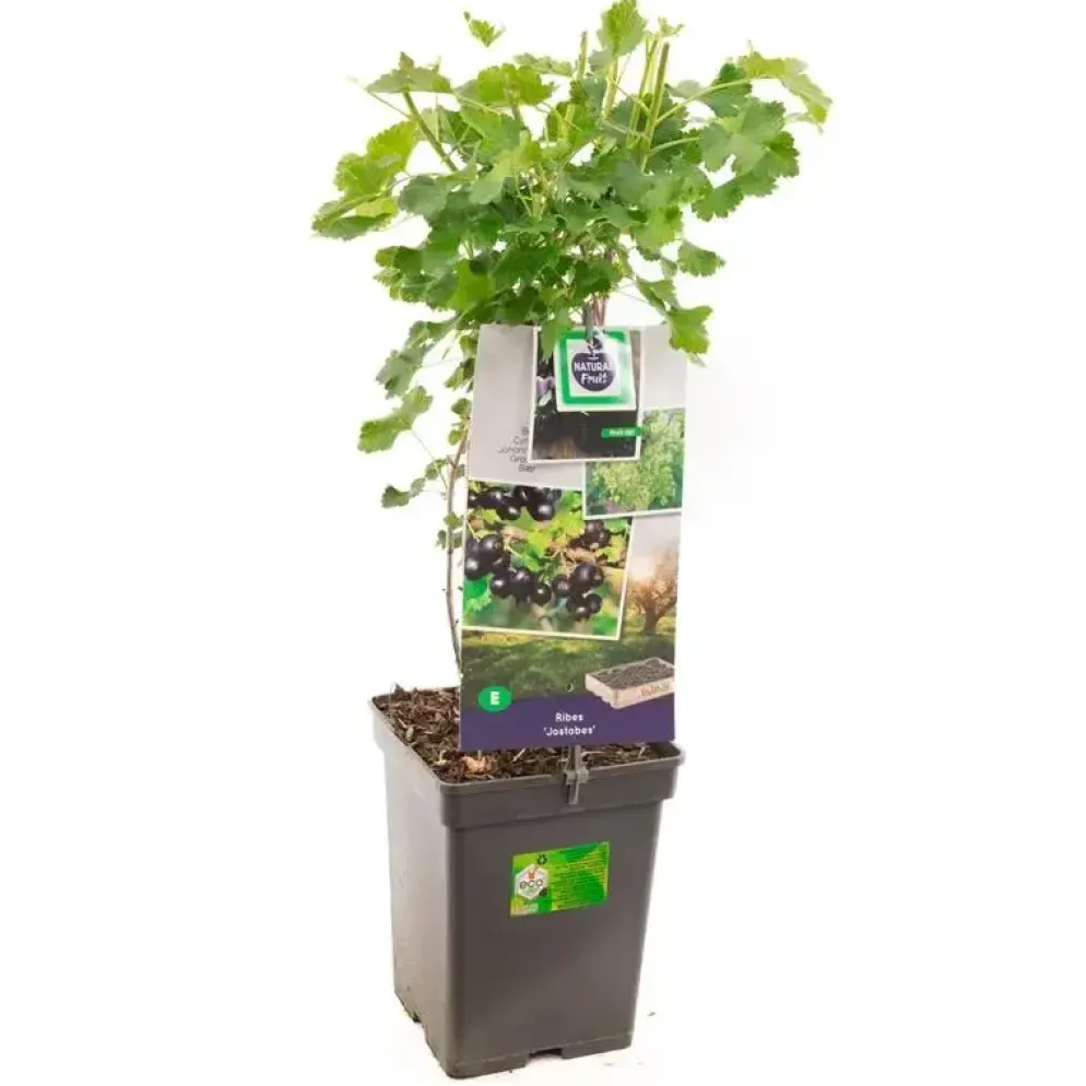 Ribes nigrum 'Jostabes' (Zwarte bes) fruitplant 60cm