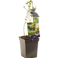 Ribes nigrum 'Jostabes' (Zwarte bes) fruitplant 60cm