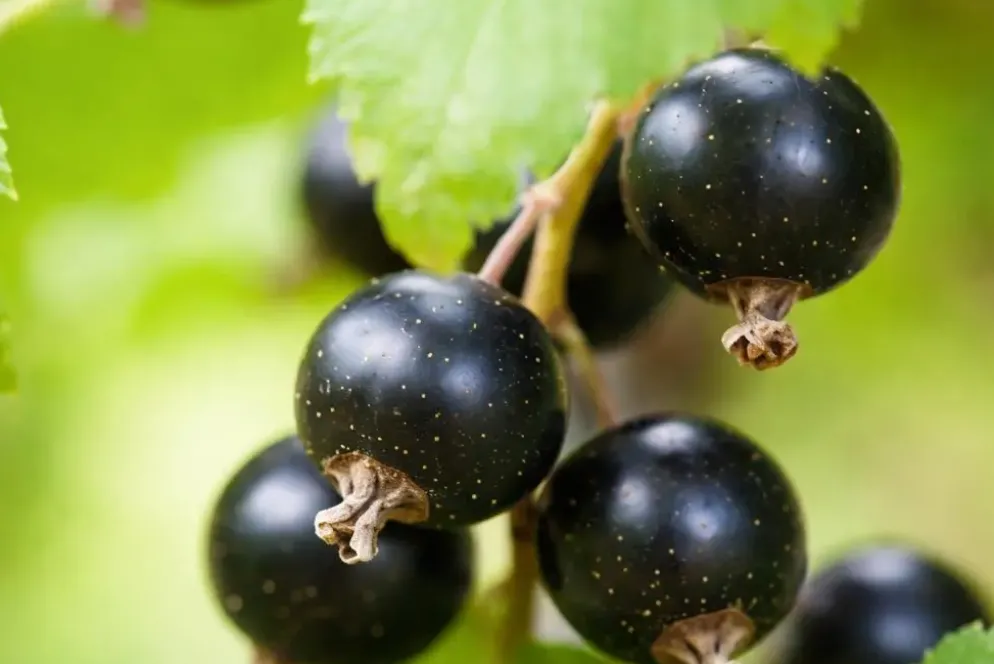 Ribes nigrum 'Jostabes' (Zwarte bes) fruitplant 60cm