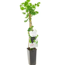 Ribes nigrum 'Jostabes' (Zwarte bes) fruitplant 60cm