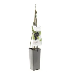 Ribes nigrum 'Jostabes' (Zwarte bes) fruitplant 60cm
