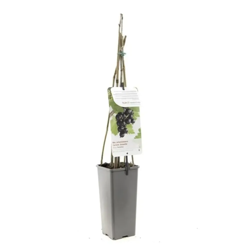 Ribes nigrum 'Jostabes' (Zwarte bes) fruitplant 60cm