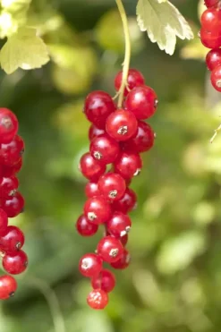 Ribes nigrum 'Jostabes' (Zwarte bes) fruitplant 60cm