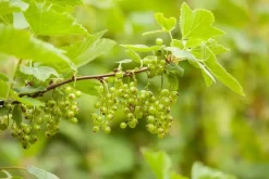 Ribes nigrum 'Jostabes' (Zwarte bes) fruitplant 60cm