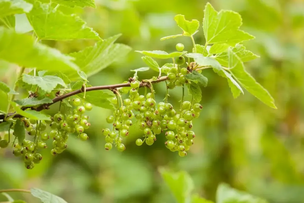 Ribes nigrum 'Jostabes' (Zwarte bes) fruitplant 60cm
