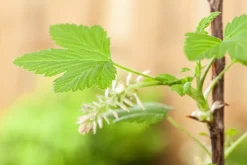 Ribes nigrum 'Jostabes' (Zwarte bes) fruitplant 60cm