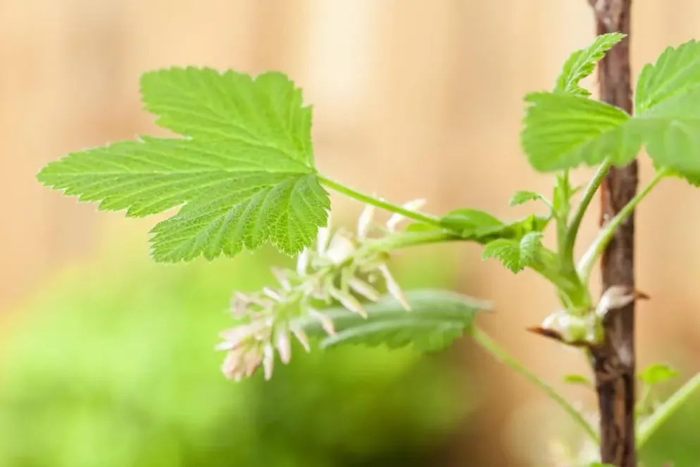 Ribes nigrum 'Jostabes' (Zwarte bes) fruitplant 60cm