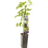 Ribes nigrum 'Titania' (Zwarte bes) fruitplant 60cm