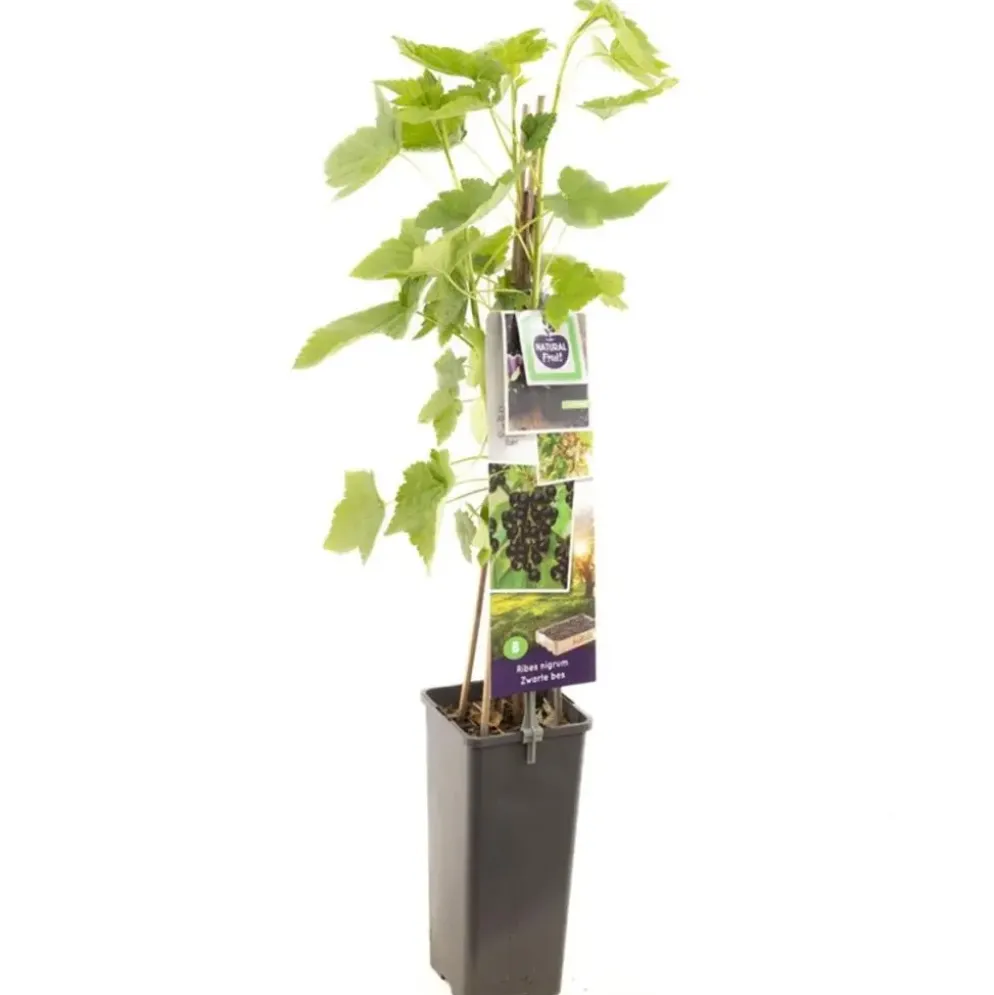 Ribes nigrum 'Titania' (Zwarte bes) fruitplant 60cm