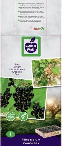 Ribes nigrum 'Titania' (Zwarte bes) fruitplant 60cm